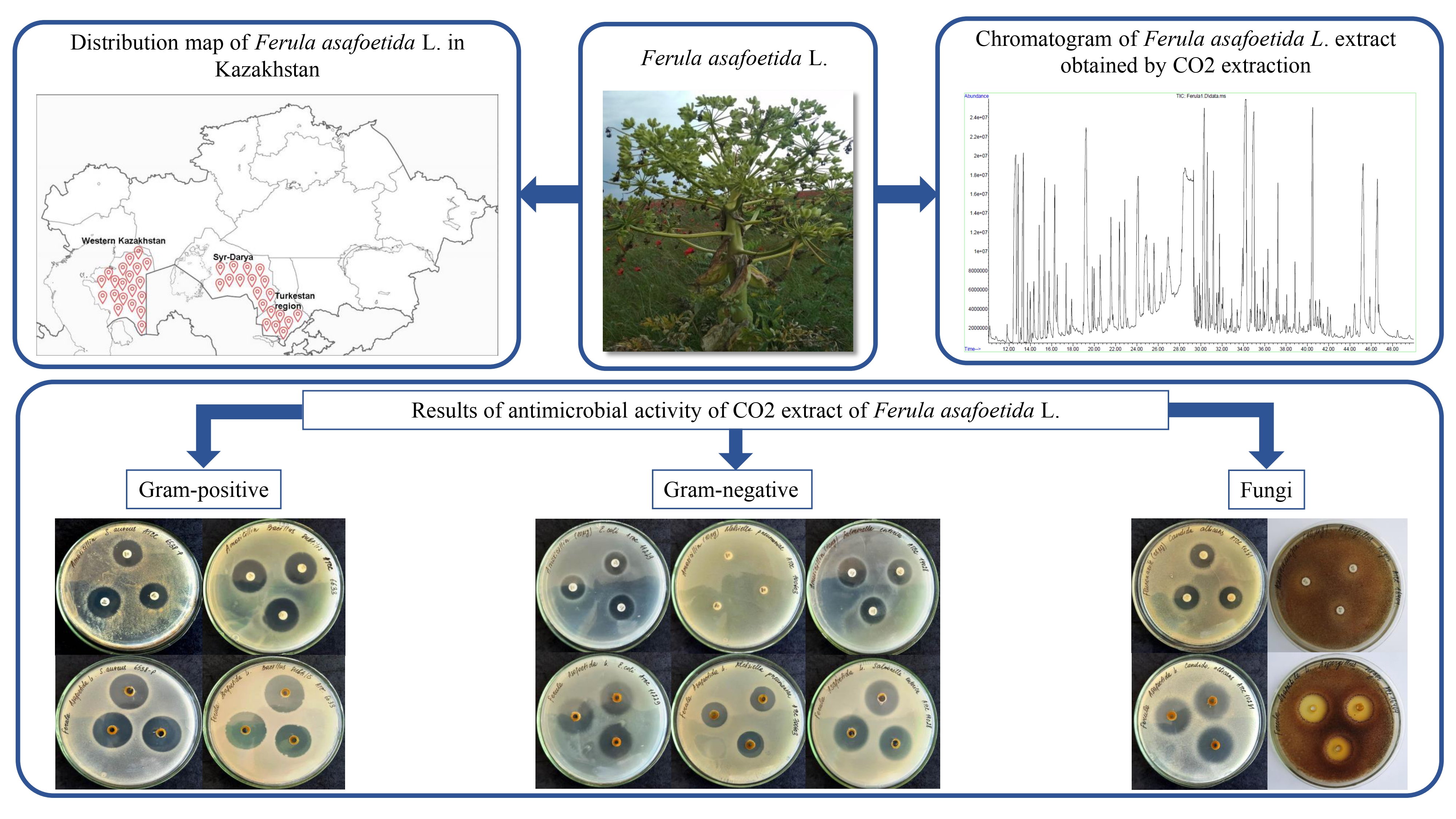 Component composition and antimicrobial activity of subcritical CO2 extract of Ferula asafoetida L., growing in the territory of Kazakhstan
