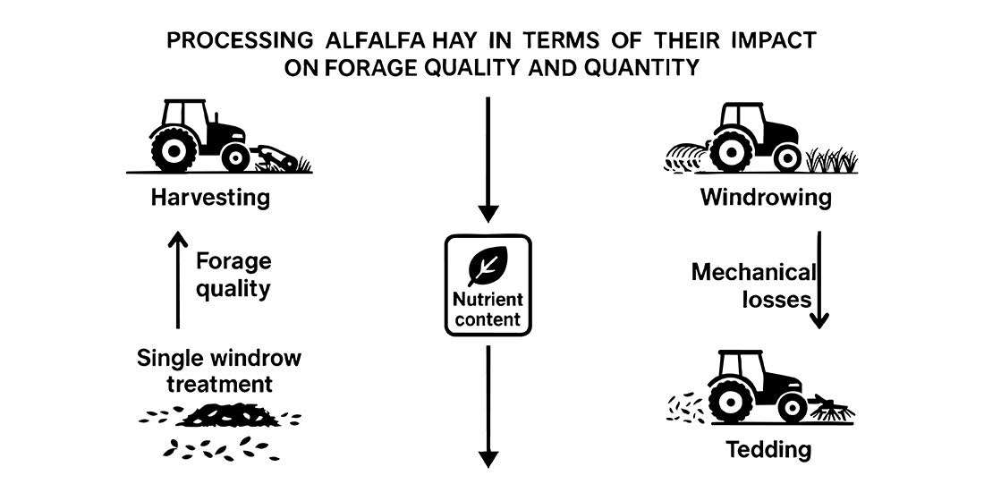 Comparison of technological operations in processing alfalufer hay in terms of their impact on forage quality and quantity