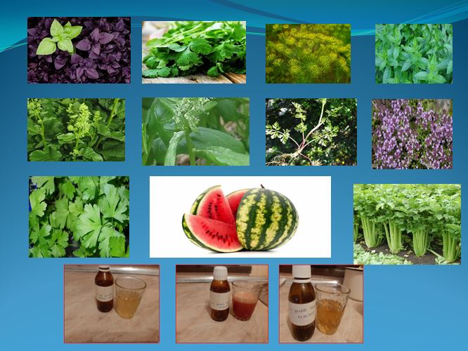 Improvement technology for preparing balsam-type drinks based on plant raw materials