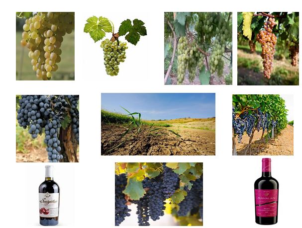 Establishing the patterns of influence of environmental conditions on the biochemical indicators of grape must and the wine produced from it