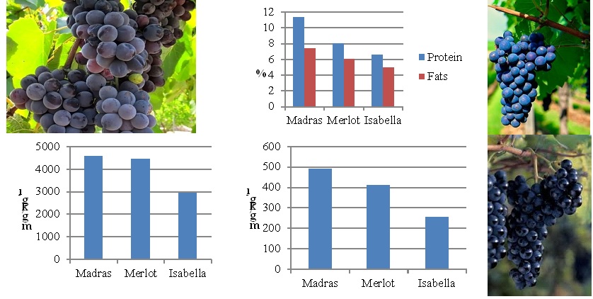 Identification of factors influencing the composition and antioxidant activity of grape pomace and its extracts