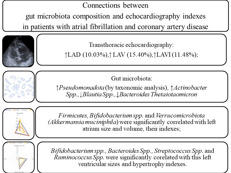Atrial fibrillation in coronary artery disease patients: gut microbiota composition and echocardiography indexes