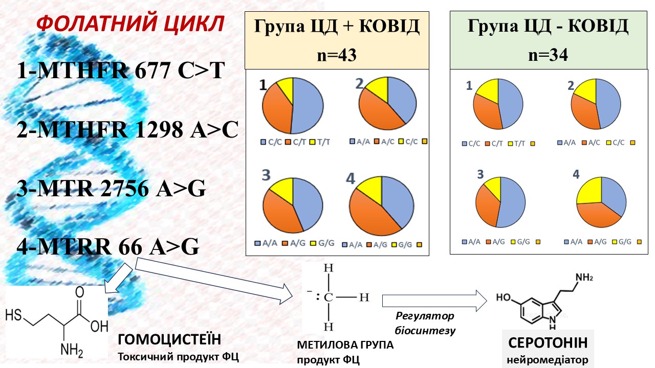 Дослідження асоціації поліморфізмів генів фолатного циклу зі змінами рівнів серотоніну у хворих на цукровий діабет 2 типу в постковідному періоді 