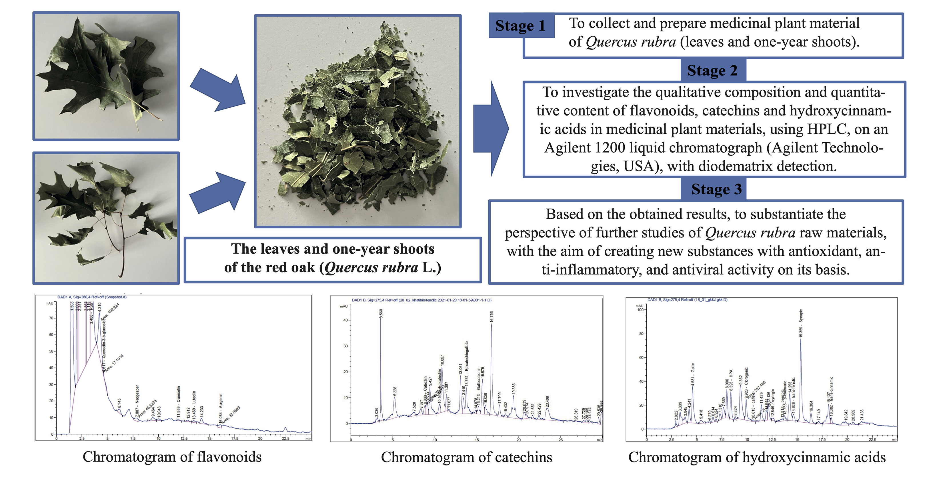 Investigation of the polyphenol composition of red oak (Quercus rubra L.) raw materials