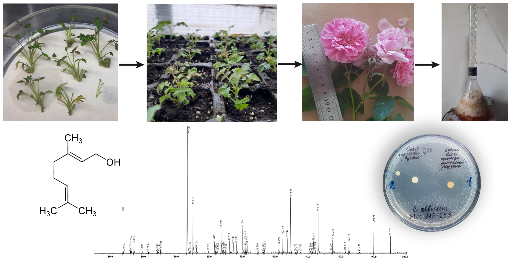 Chemical composition and antimicrobial activity of Rosa Damascena mill. (variety rainbow) from clonal micropropagation