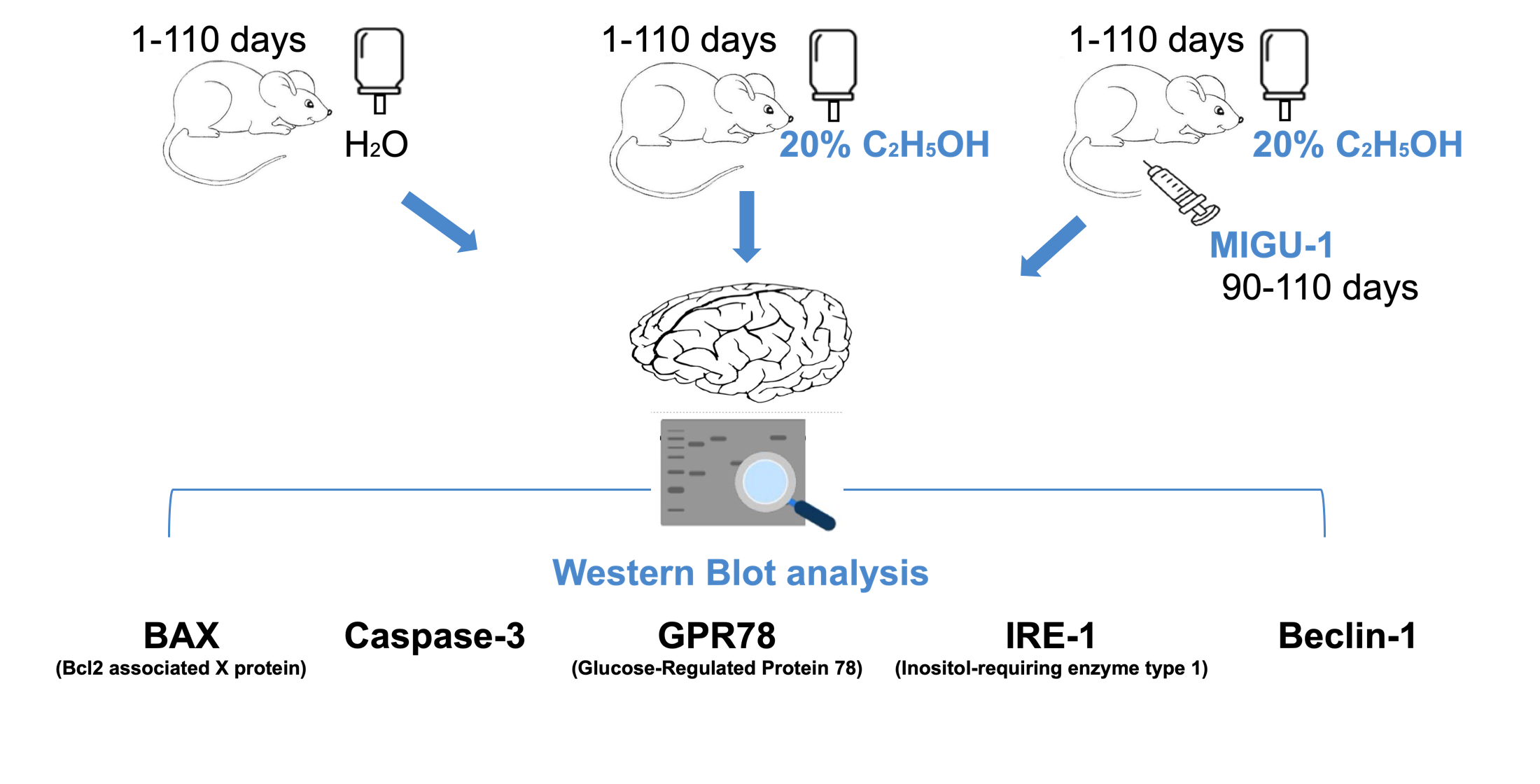 Intensity of endoplasmic reticulume stress, autophagy, and apoptosis in the cerebral cortex of rats with chronic ethanol consumption under the influence of the complex compound of germanium with nicotinic acid