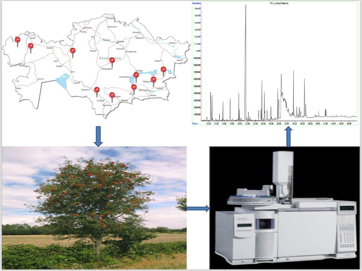 Study of the chemical components of CO2 extracts from the fruits of Sorbus aucuparia L.