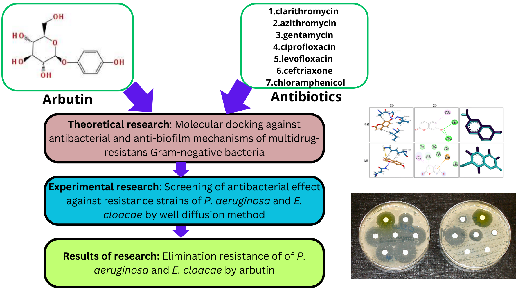 The application of arbutin in elimination resistance gramm-negative multidrug resistance bacteria of Pseudomonas aeruginosa and Enterobacter cloacea