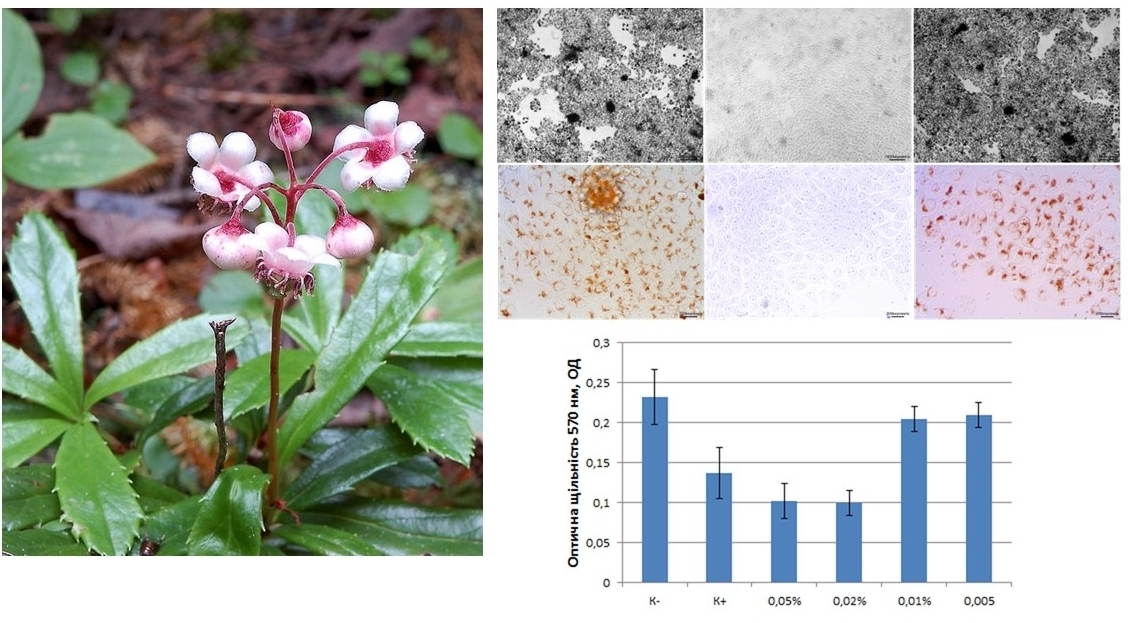 Study of the influence of the extract of pipsissewa on cell cultures