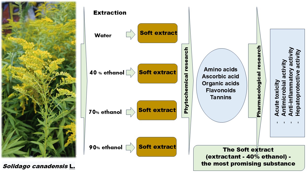 Extracts of the Canadian goldenrod (Solidago Canadensis L.) – promising agents with antimicrobial, anti-inflammatory and hepatoprotective activity