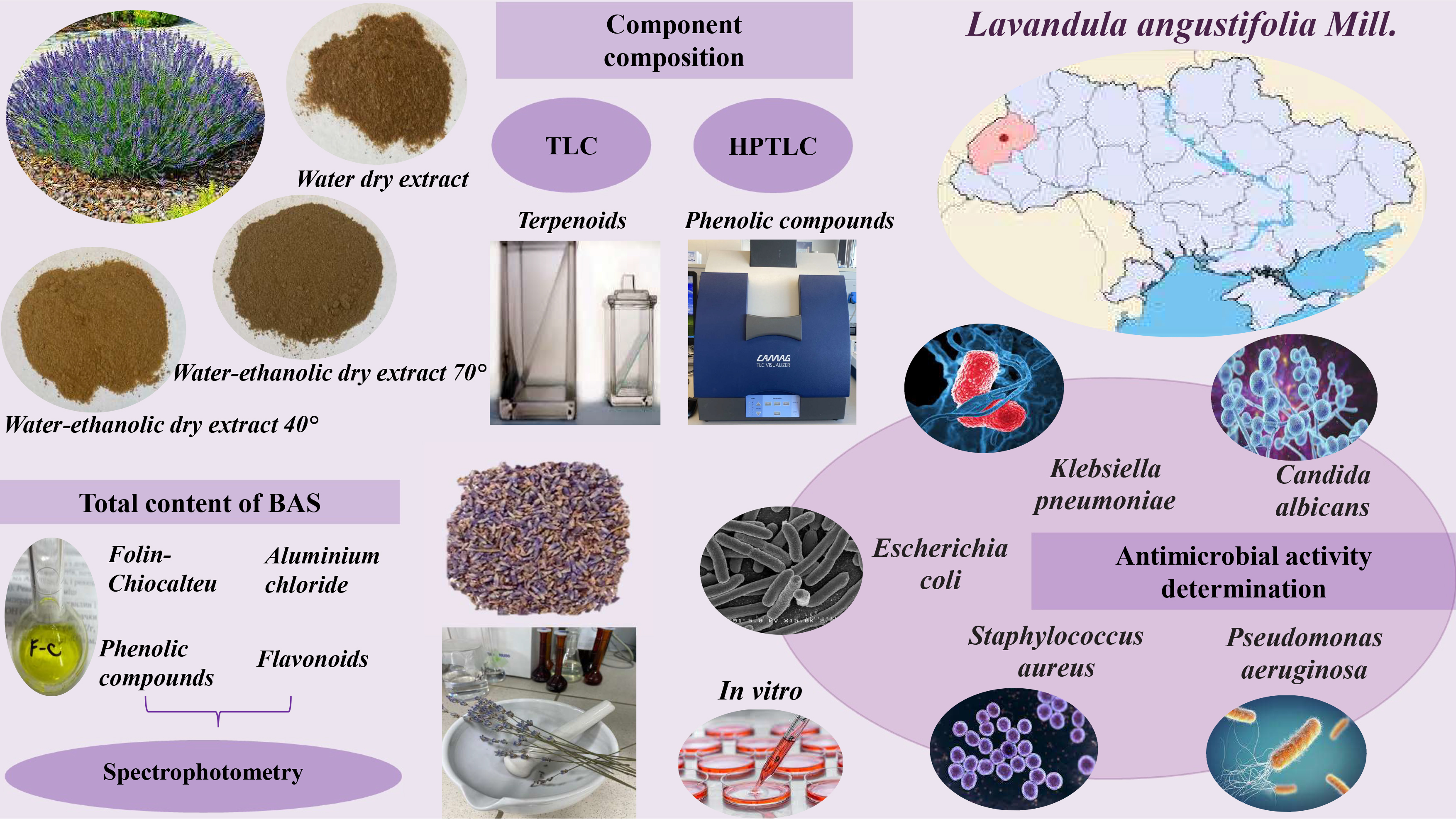 Lavandula Angustifolia L. of Ukrainian origin: a comparative study of the chemical composition and antimicrobial potential of herb extracts