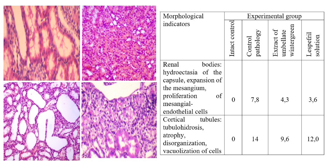 Investigation of the influence of the extract of the herb of umbellate wintergreen on the structural and functional state of the kidneys of rats