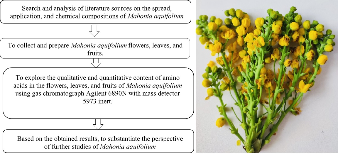 Визначення вмісту амінокислот у Mahonia aquifolium методом ГХ/МС