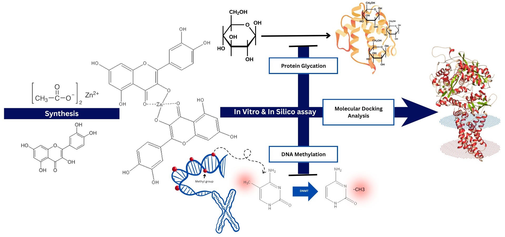 Synthesis and evaluation of zinc–quercetin complex: in vitro anti-glycation and DNA methylation analysis with molecular docking studies