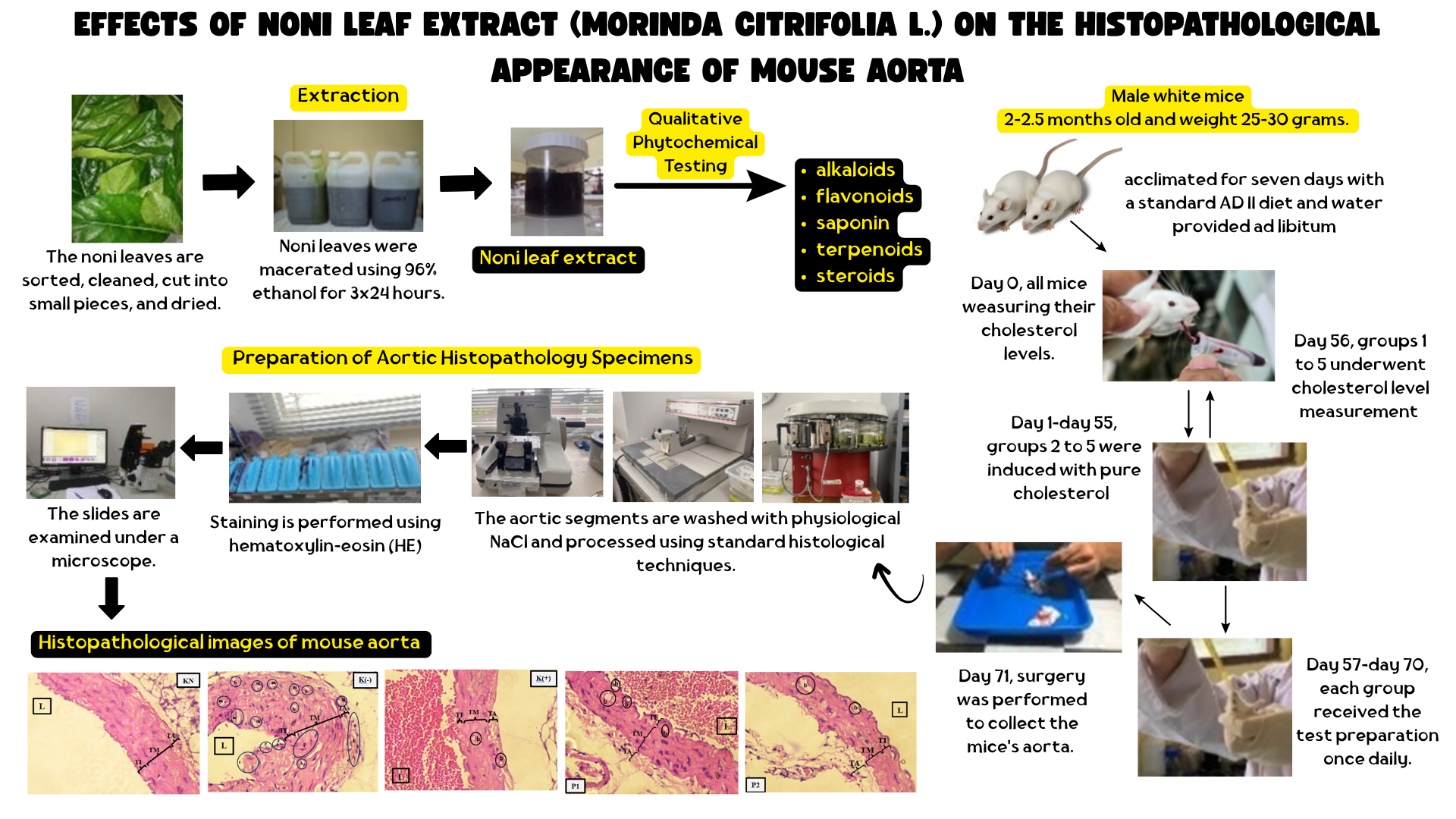 Effects of noni leaf extract (Morinda citrifolia L.) on the histopathological appearance of mouse aorta