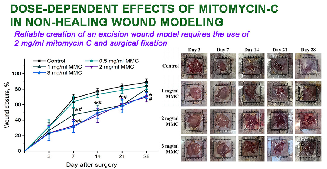 Dose-dependent effects of mitomycin С in non-healing wound modeling