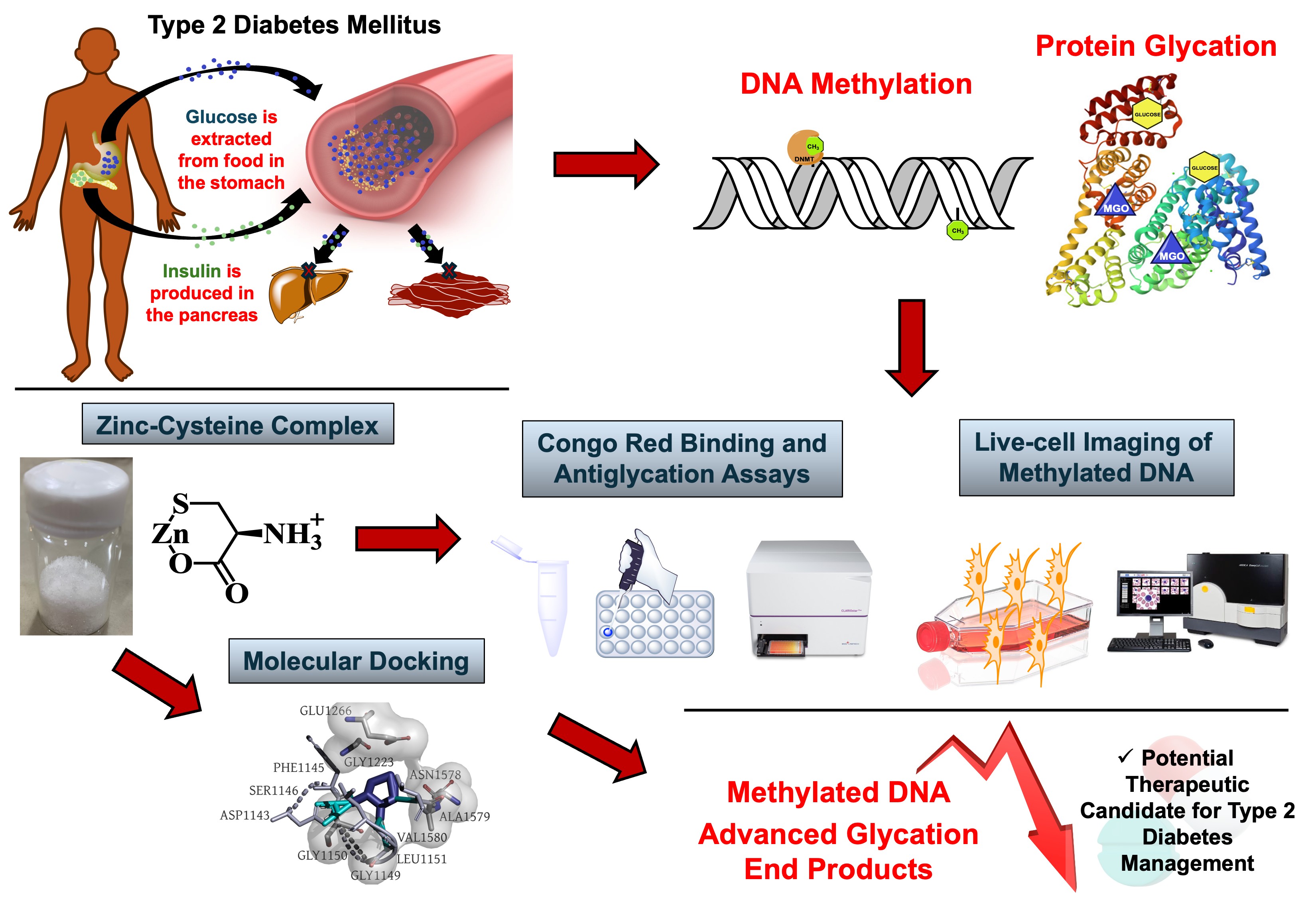 Pharmacological evaluation and potential epigenetic modulation of a zinc-cysteine complex for type 2 diabetes therapy