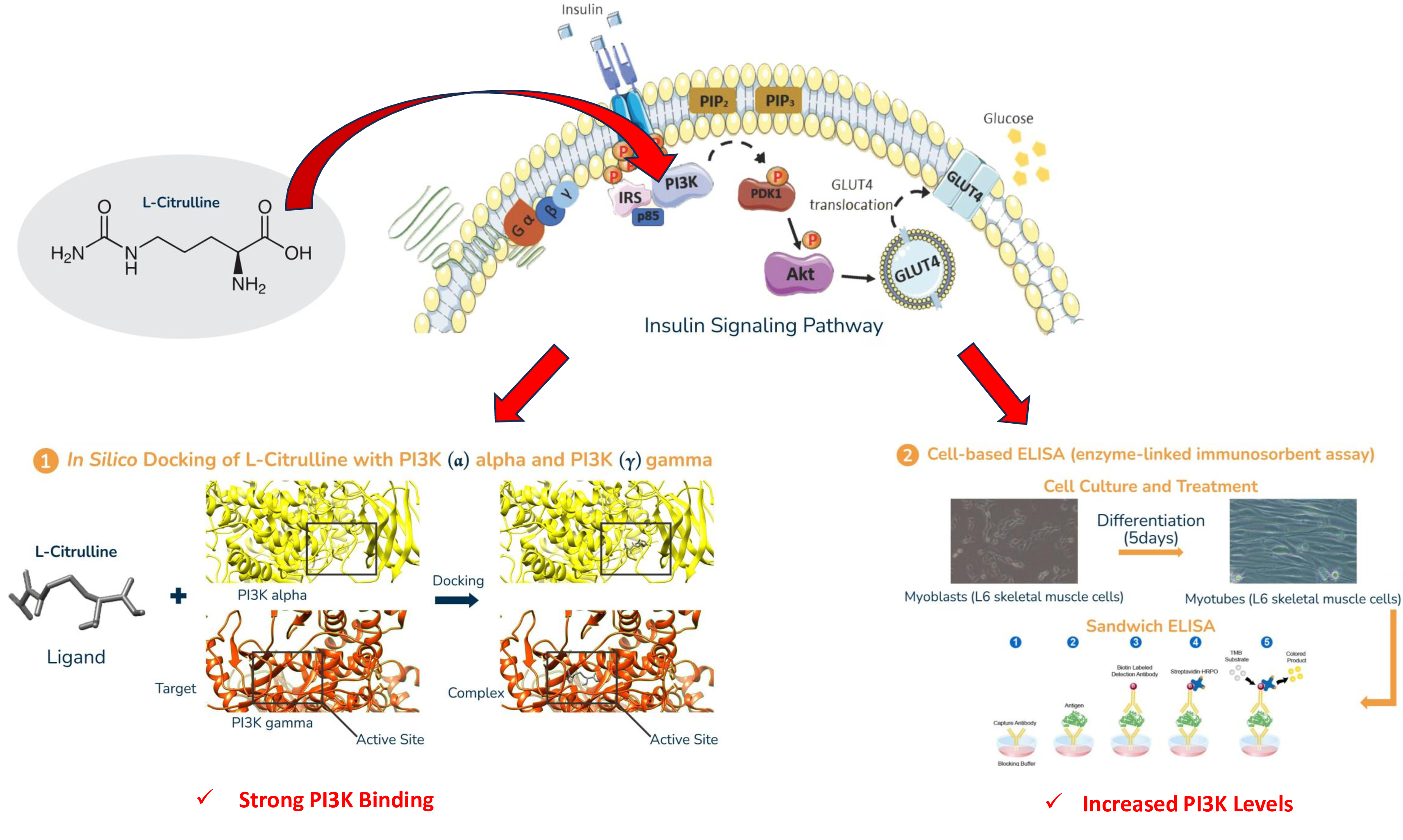 Investigating the potential effect of l-citrulline on PI3K signaling pathway: in silico and in vitro evaluation