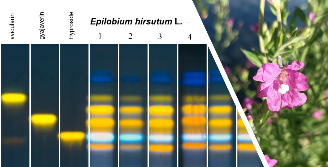 Towards the chemical standardisation of Epilobium hirsutum leaves