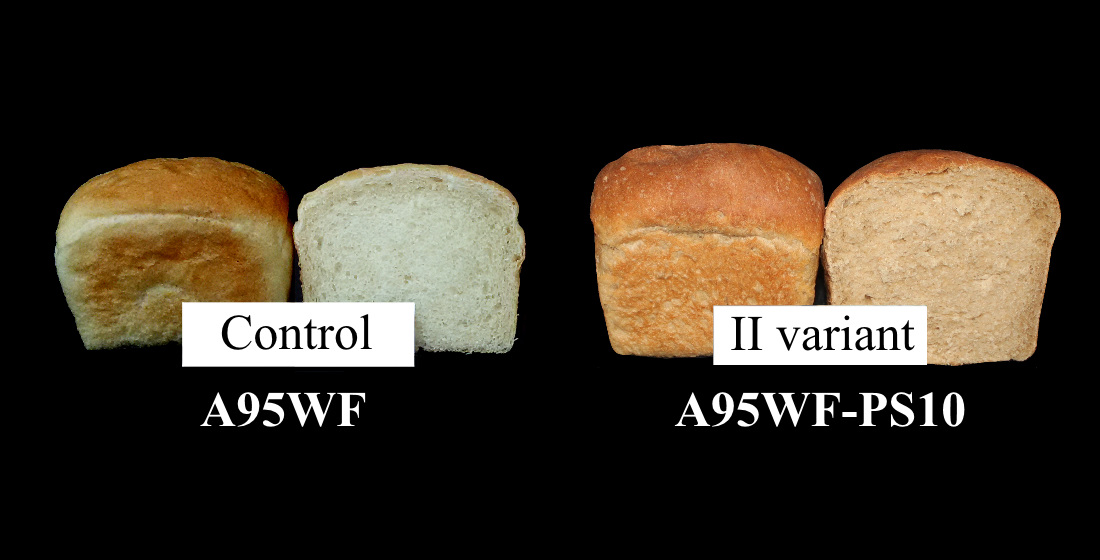 Застосування хурмового сиропу для підвищення біологічної цінності та органолептичних показників хліба