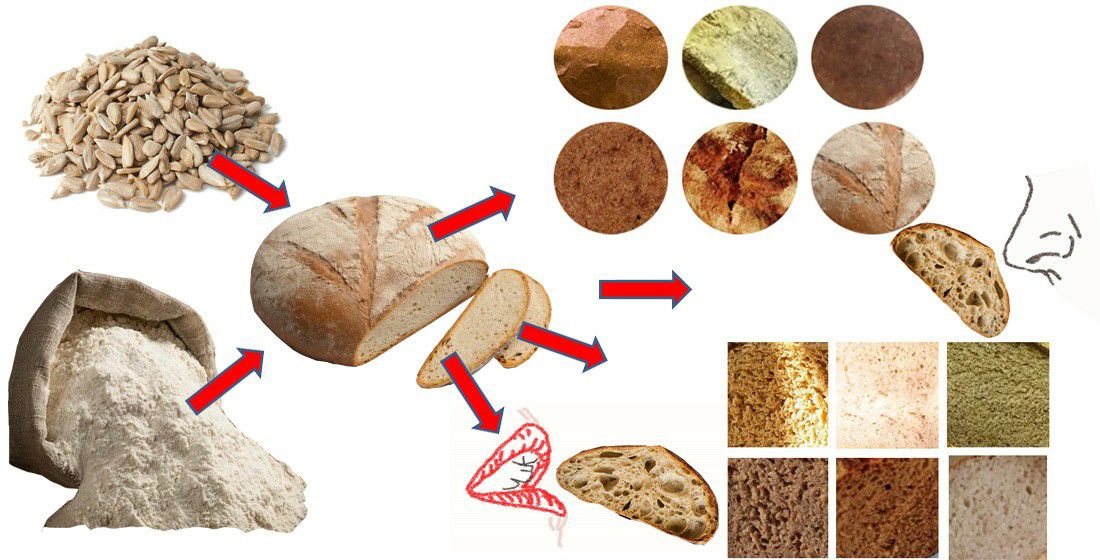 Покращення якості житньо-пшеничного хліба збагаченням борошном з екструдованого ядра насіння соняшника