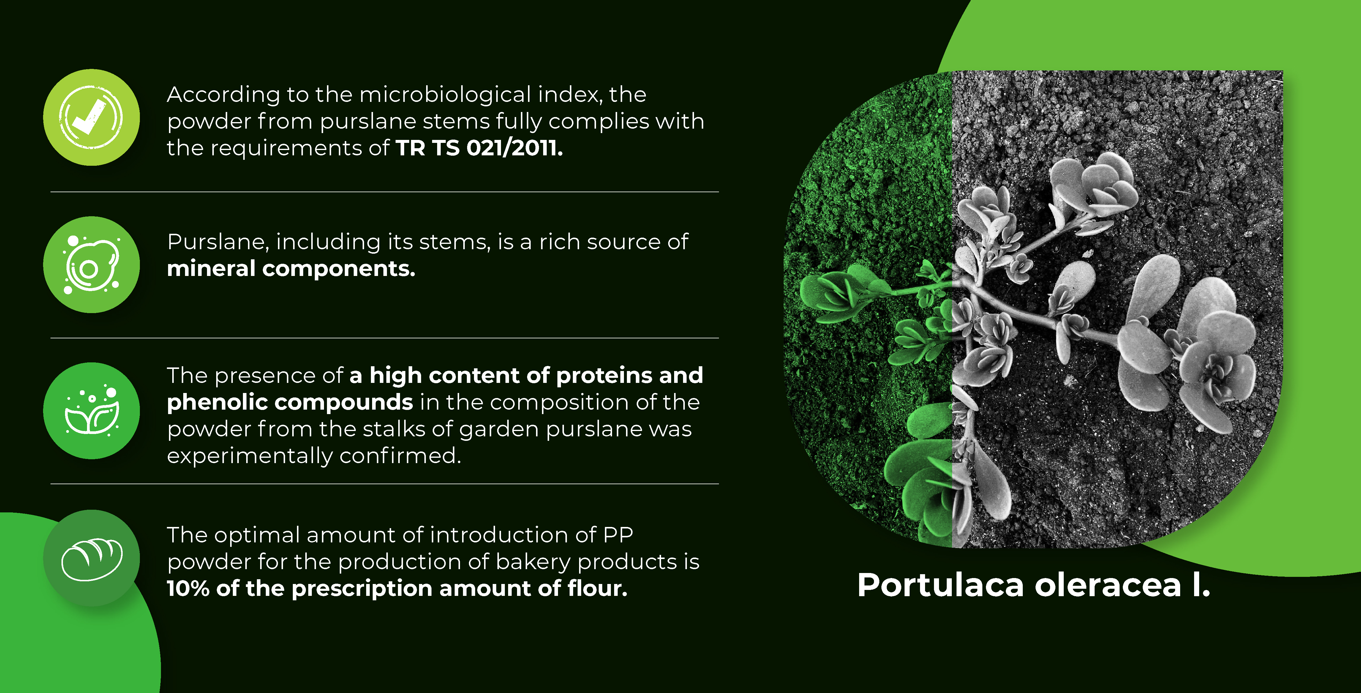 Визначення якісних показників порошку із стебел городнього портулаку (Portulaca oleracea L.) та його застосування у виробництві хлібобулочних виробів функціонального призначення
