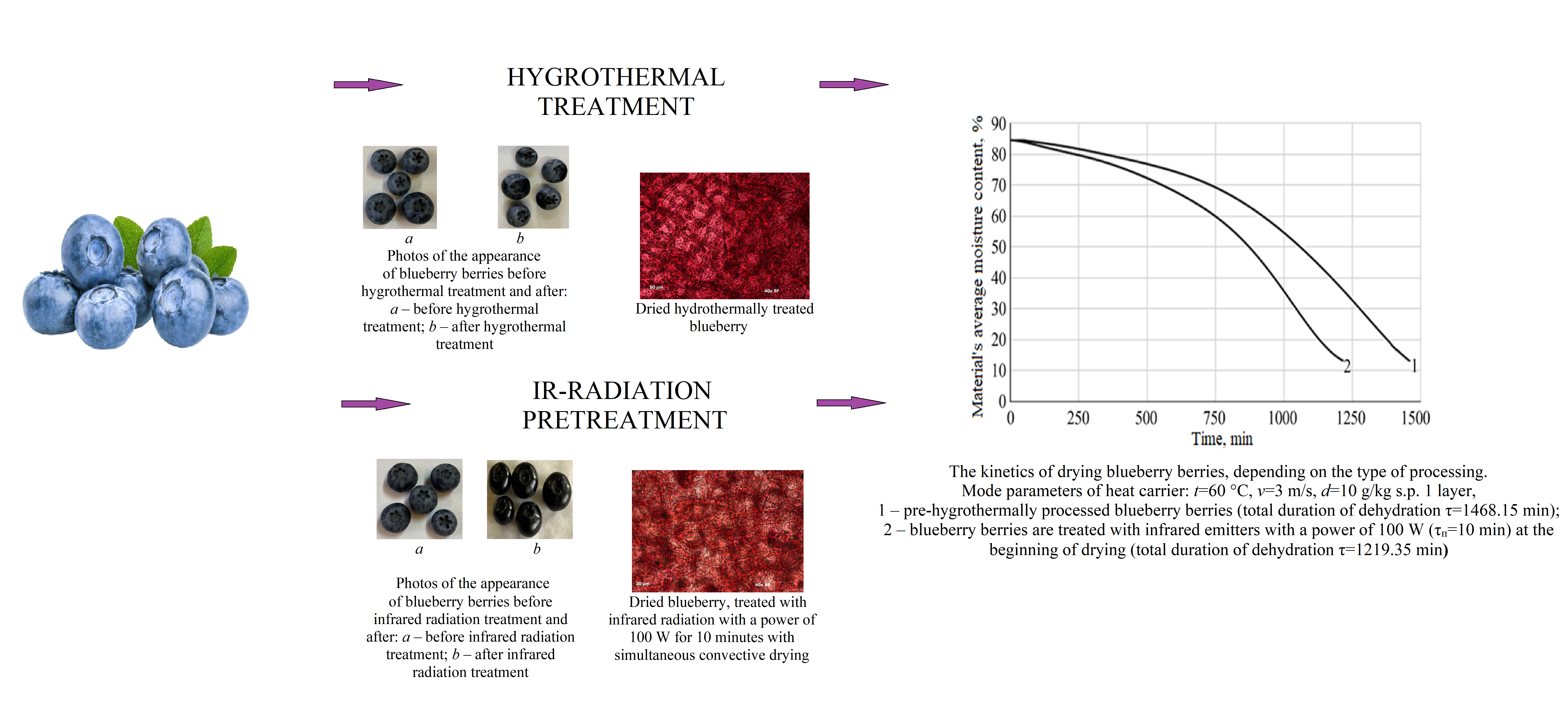 Determining the influence of pre-preparation of blueberries (Vaccinium corymbosum L.) on the total duration of drying