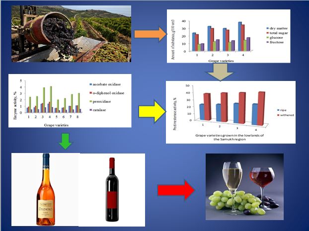 Усовершенствование технологии производства вин токайского типа на основе выявления влияния активности ферментов на качество сортов винограда