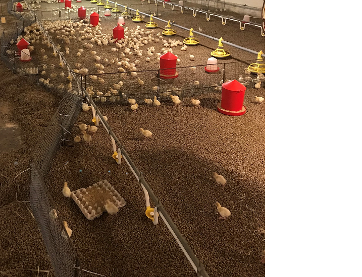 Improving the technique of protecting concrete floors in poultry houses