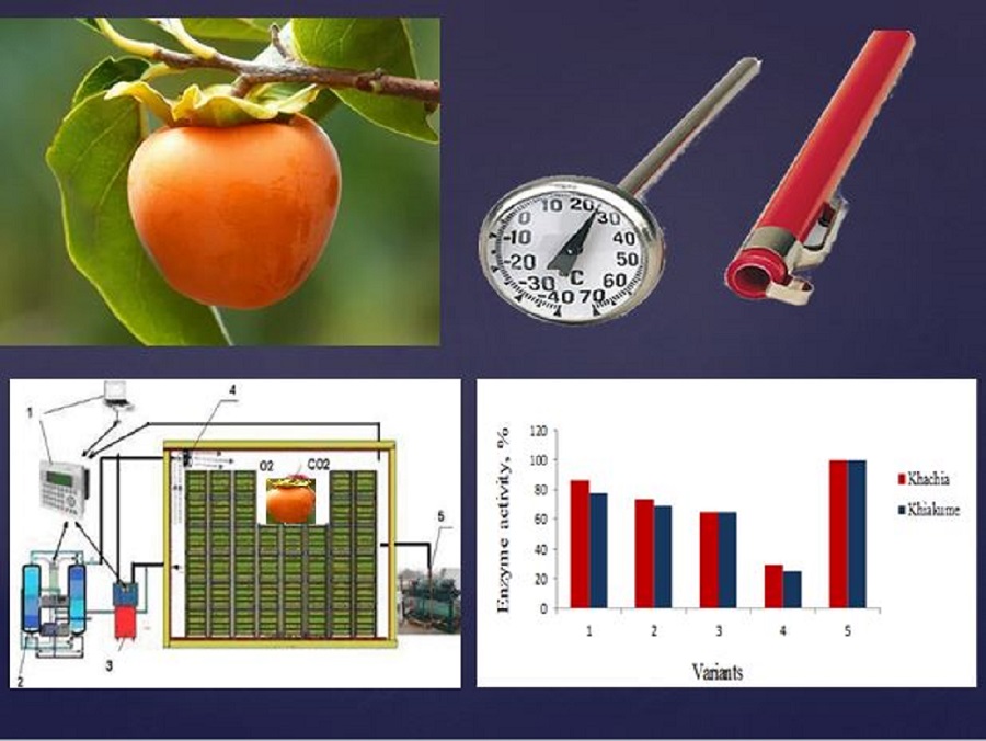 Improving the storage technology of persimmon fruit (Diospyros kaki L.) In the refrigeration chamber 
