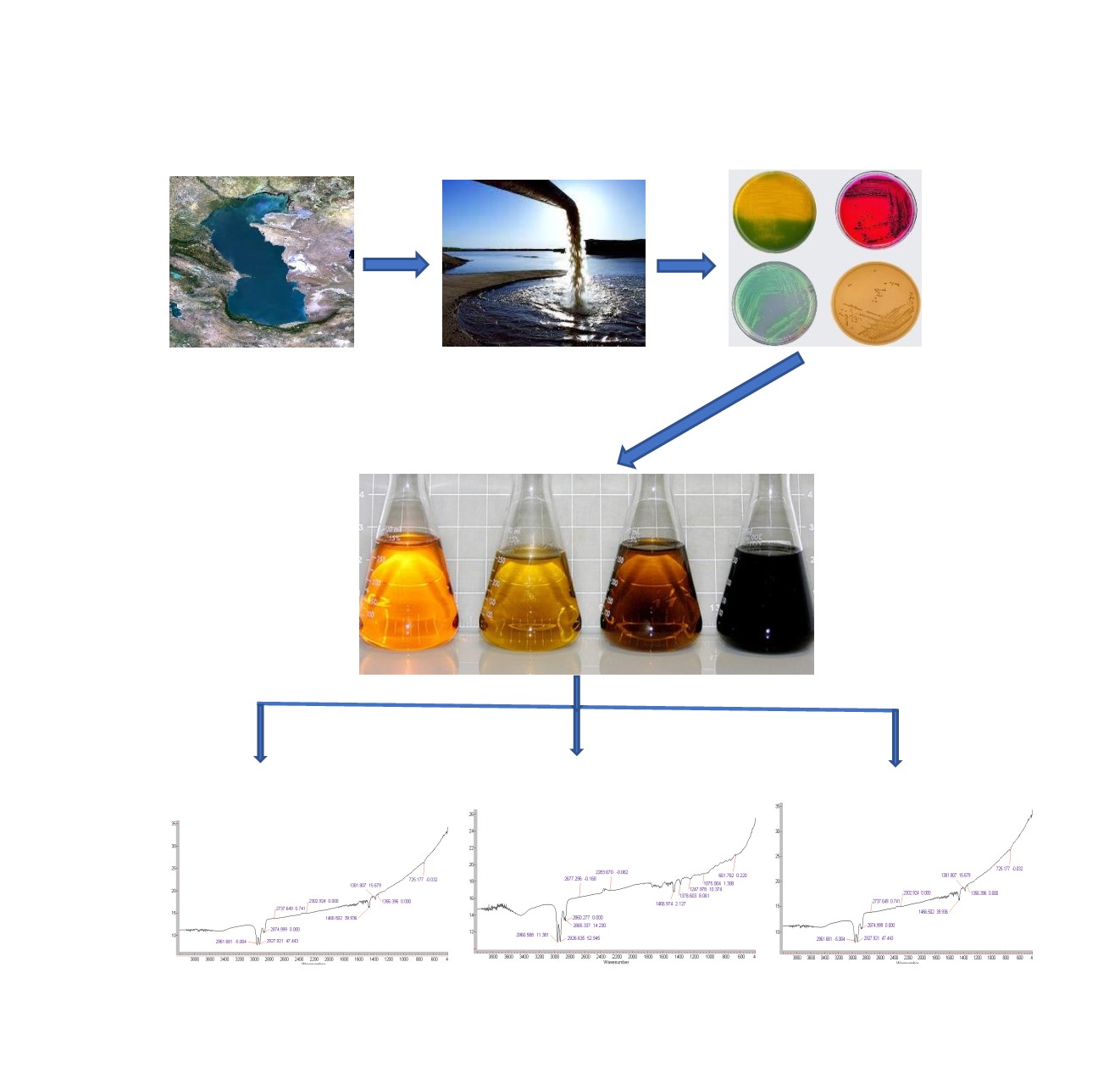 Розкладання нафти і нафтопродуктів мікроорганізмами, виділеними з азербайджанського узбережжя каспійського моря за низьких температур