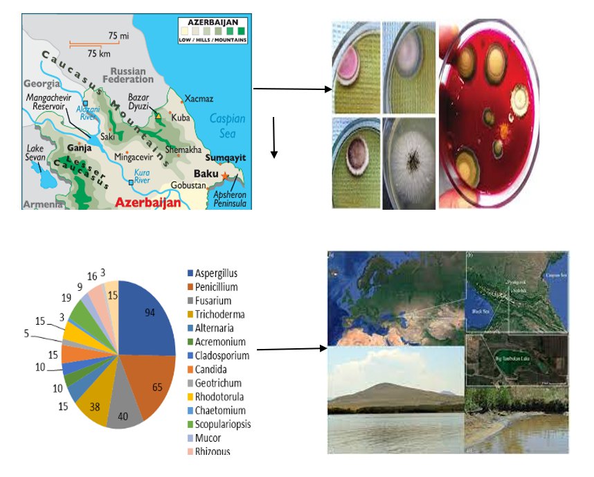 The role of micromycetes of transboundary river waters in the decomposition of organic substances