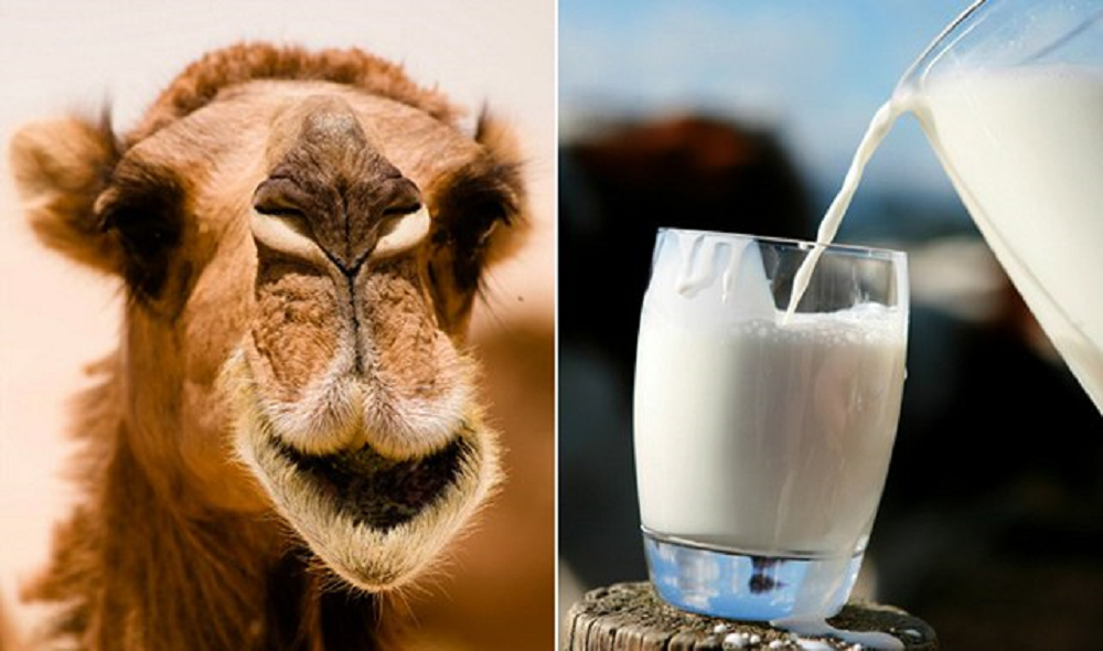 Identifying of the effect of the combined extract on the quality indicators of a fermented milk product from reconstituted camel milk
