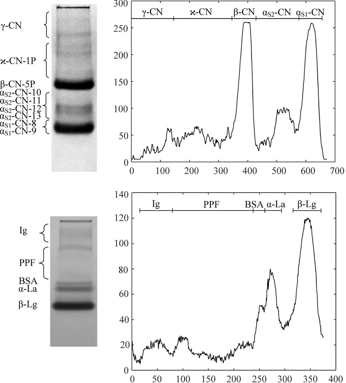 Adaptation of Stadier's apparatus for electrophoresis of main milk proteins