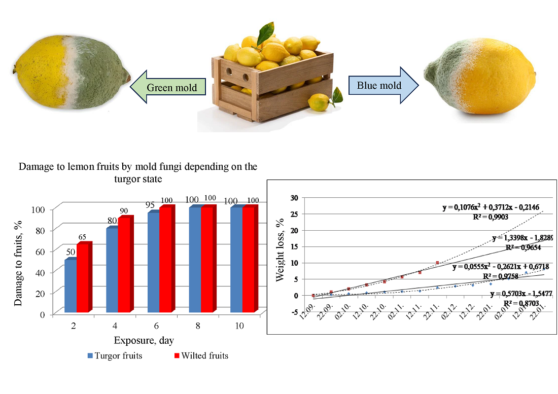 Determining the effect of treatment with antimicrobial substances before storage on the preservation of lemons