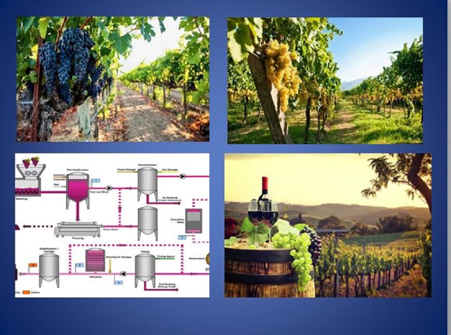 Вдосконалення технології виробництва виноматеріалу для токайського вина