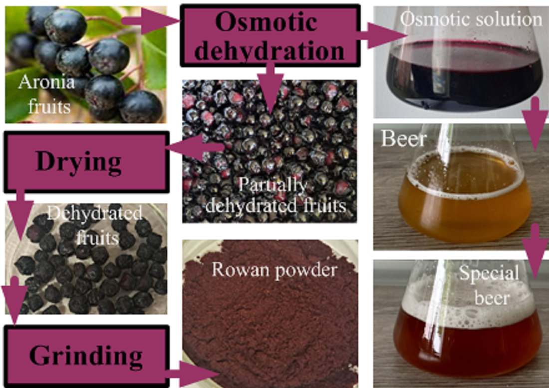 Determination of the antioxidant potential of processing products of osmotically dehydrated chokeberry fruits and beer enriched with them