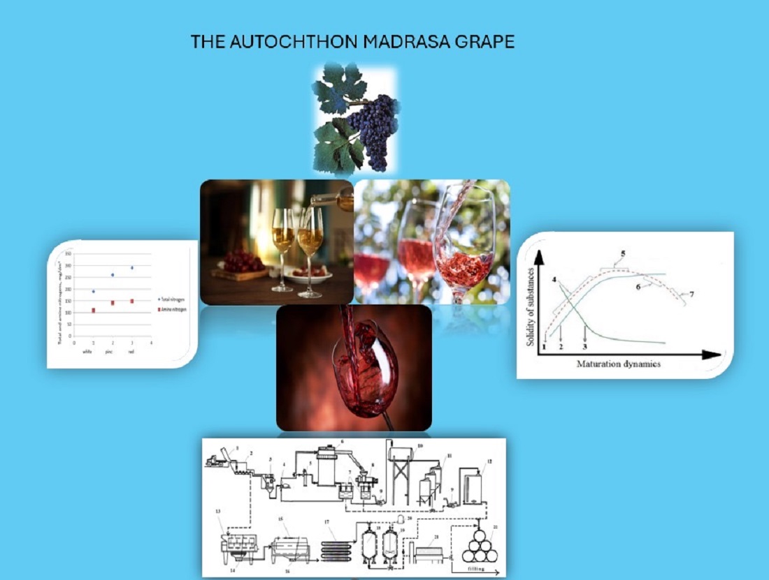 Визначення виноробного потенціалу автохтонного сорту винограду мадраса різного кольору та якост