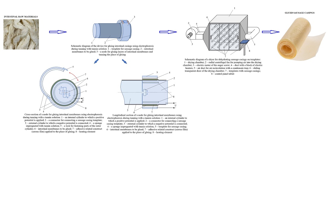 Devising a technology for obtaining glued sausage casings from intestinal raw materials using electrophoresis