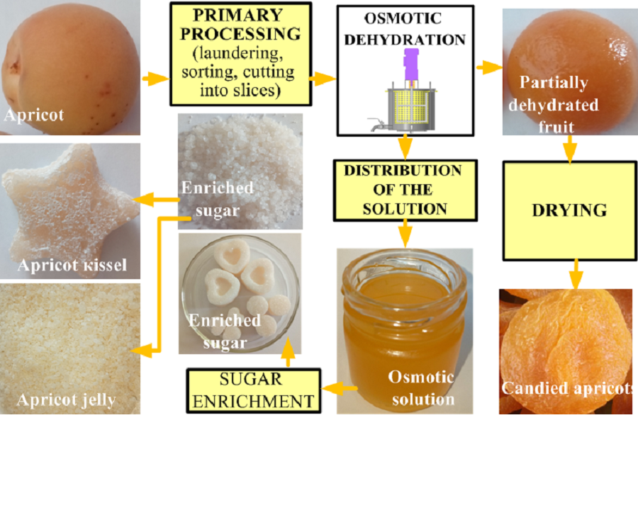 Substantiating the feasibility of processing the secondary product obtained after osmotic dehydration of dried apricots