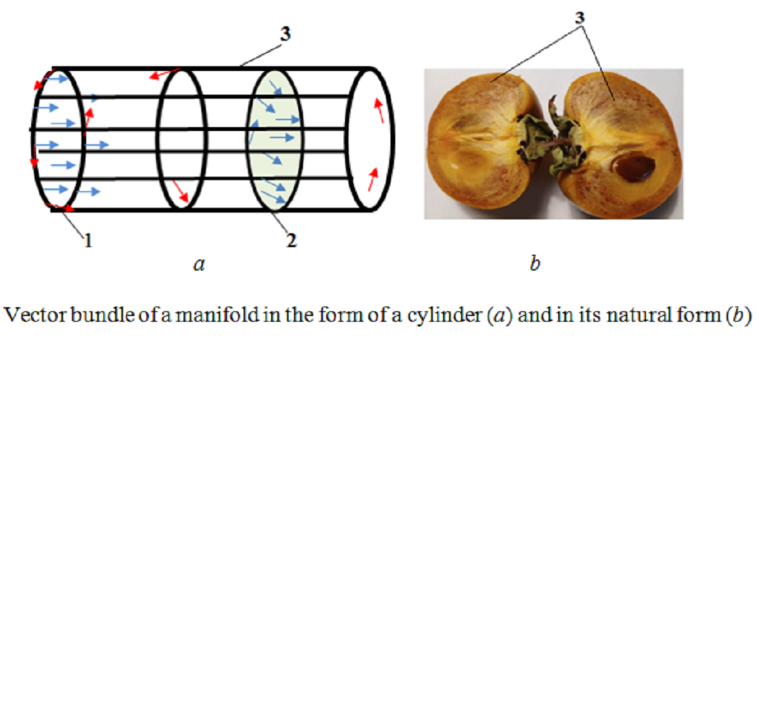 Assessment of the degree of ripeness of oriental persimmon fruits (Diospyros kaki L.) by tensor stress 