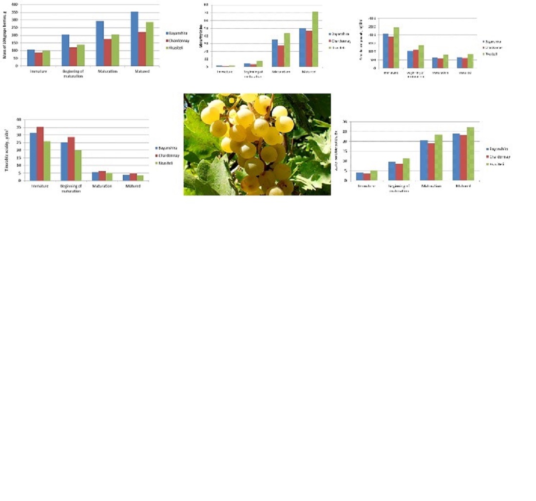 Identifying the factors affecting the production of juice and wine from the autochthonous Bayanshira grape variety