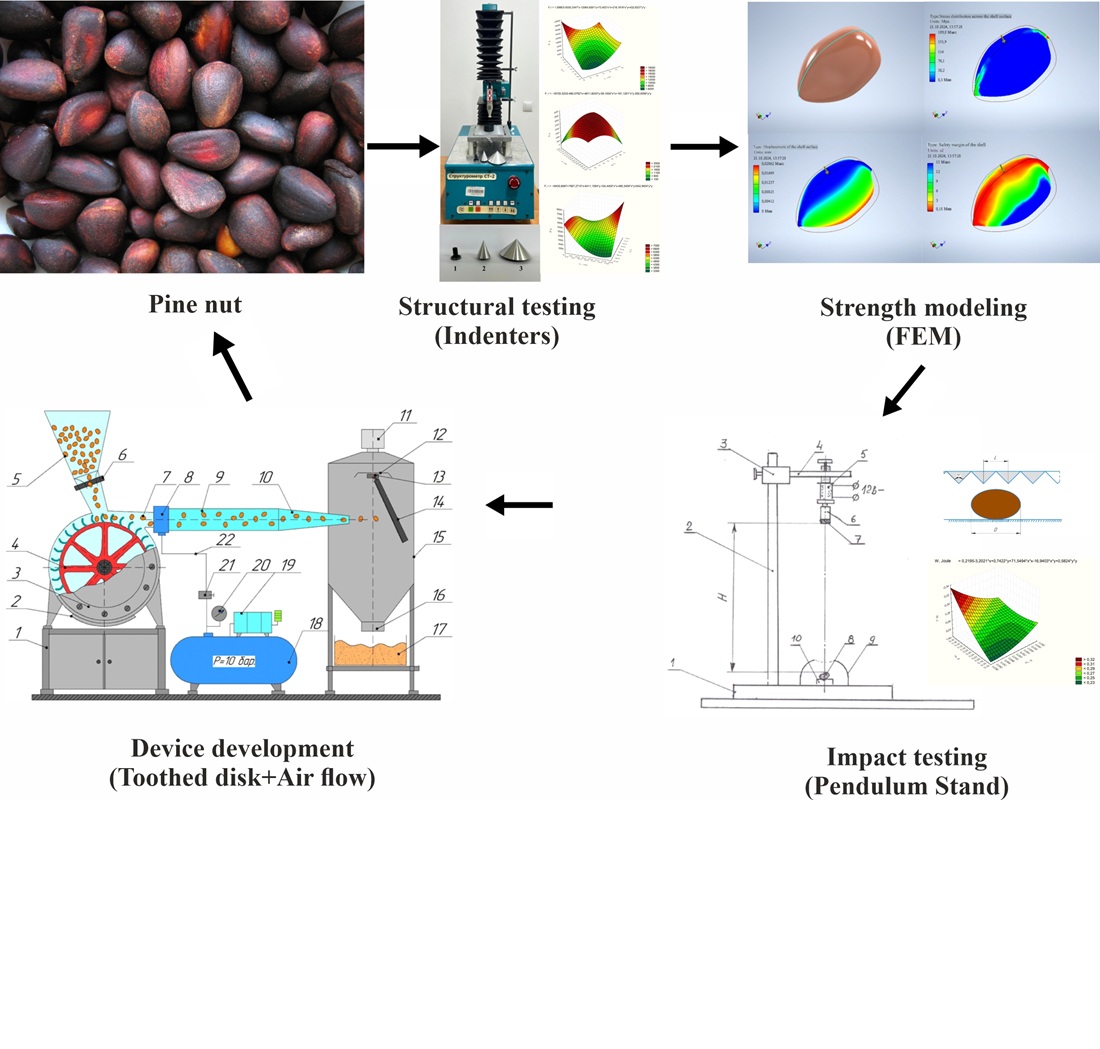 Розробка ефективного та економічно вигідного методу переробки кедрових горіхів