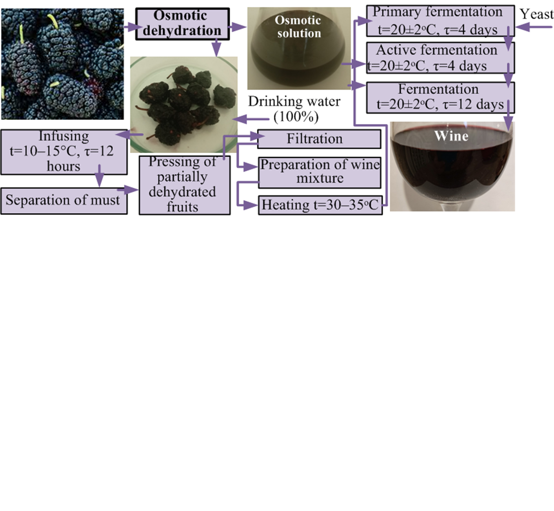 Devising a technology for manufacturing wine from mulberry using osmotic dehydration