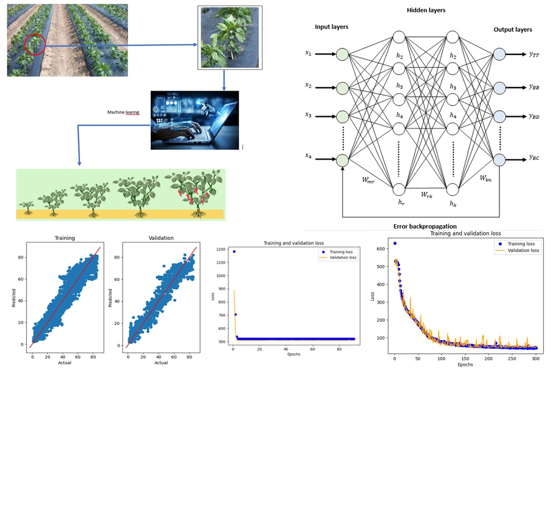 Development of machine learning for forecasting optimization implemented in morphology plant growth
