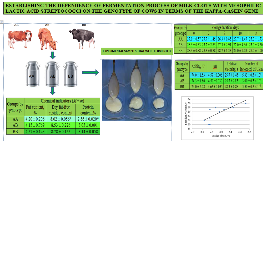 Establishing the dependence of fermentation process of milk clots with mesophilic lactic acid streptococci on the genotype of cows in terms of the kappa-casein gene 