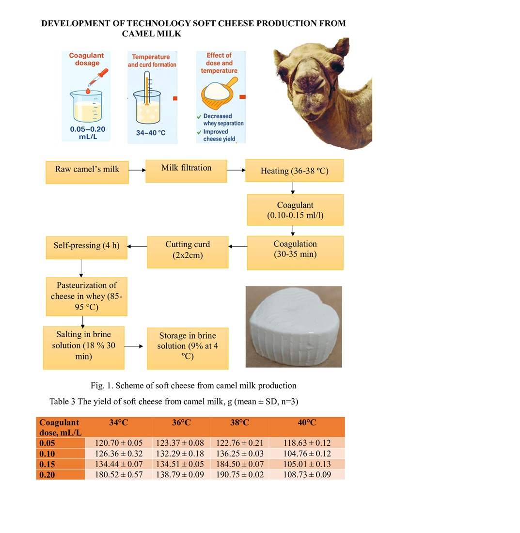 Development and optimization of technology of soft cheese production from camel milk
