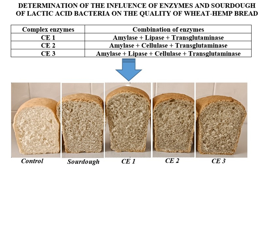 Determining the influence of enzymes and sourdough of lactic acid bacteria on the quality of wheat-hemp bread