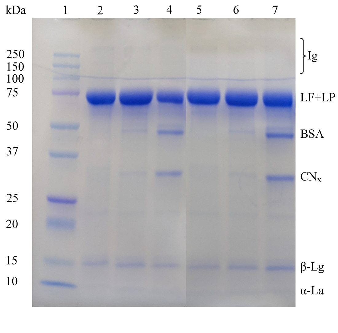 Combination of electrophoretic systems for determining of the fractional composition of proteins in lactoferin preparations