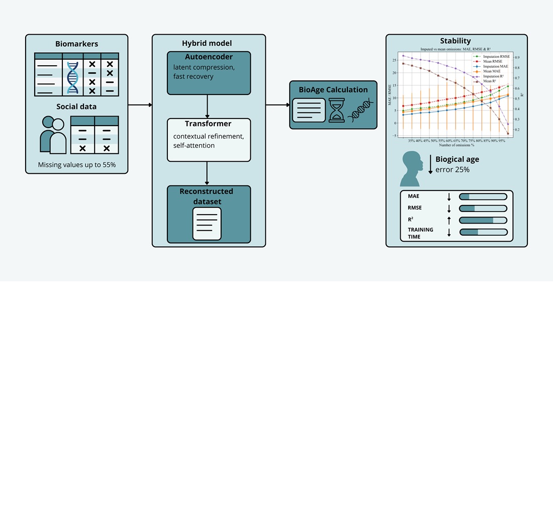 Hybrid imputation of biomedical data by using transformers and autoencoders for assessing human biological age